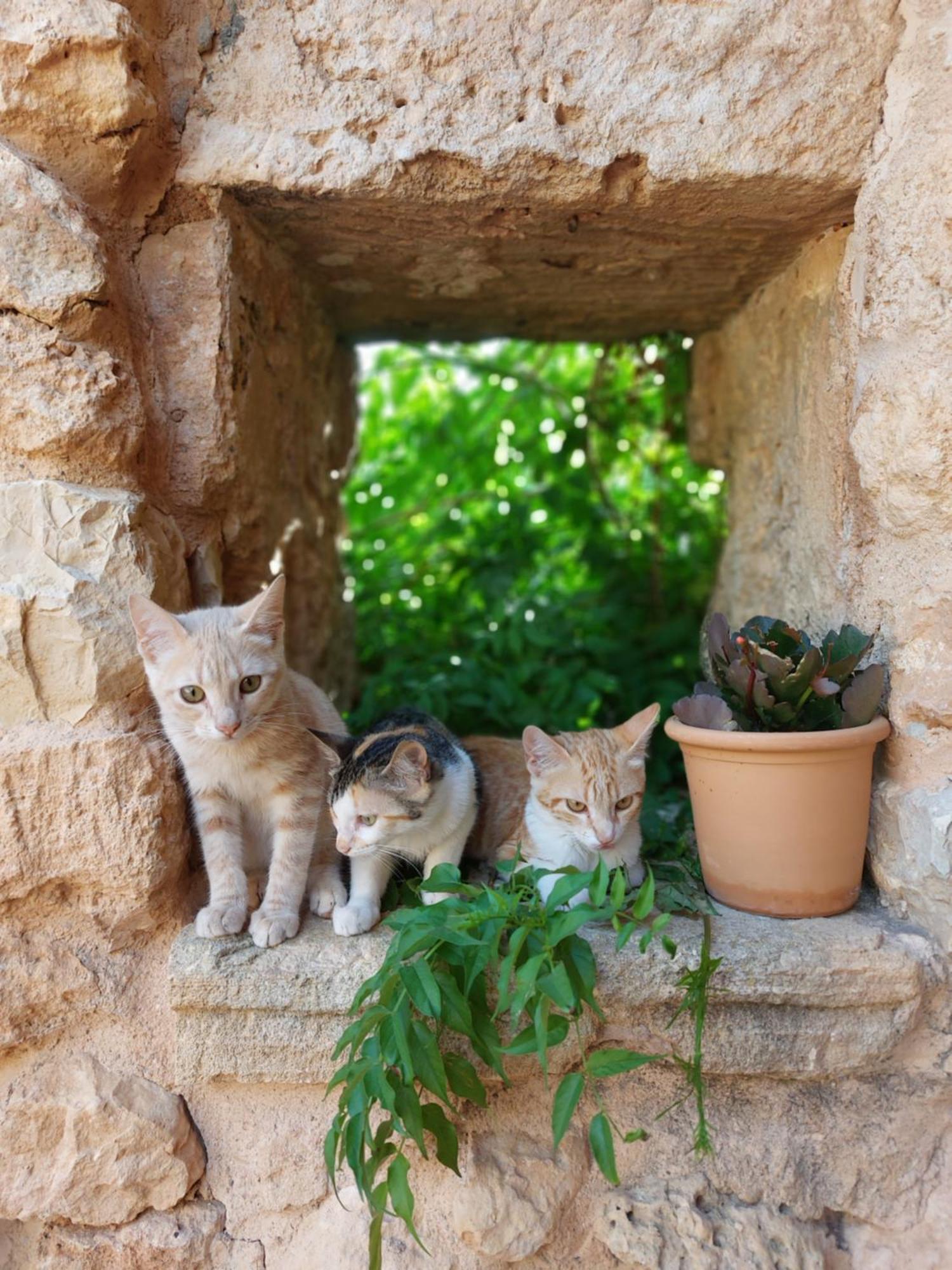 Finca Sa Cova Vella Manacor  Exterior foto